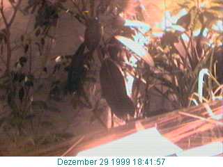 Clubcafe im Hanf Museum