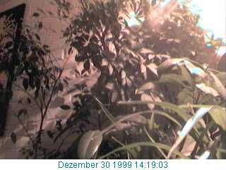 Clubcafe im Hanf Museum