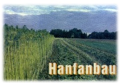 Hanfanbau