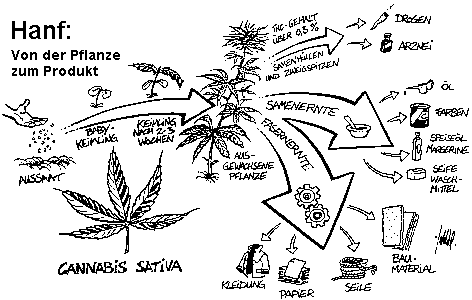 Biorohstoff Cannabis Sativa