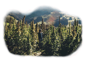 Cannabis Alpin Bild 2