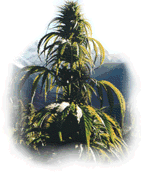 Cannabis Alpin Bild 3